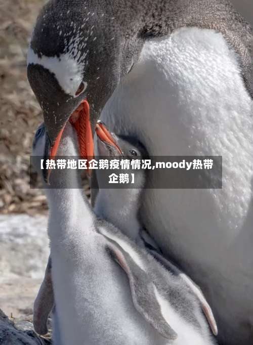 【热带地区企鹅疫情情况,moody热带企鹅】-第3张图片